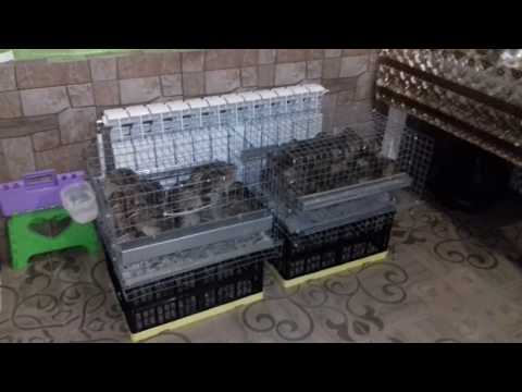 Видео: Перепелки в домашних условиях. Устройство небольшого перепелятника.