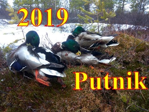 Видео: Весенняя охота 2019 г.