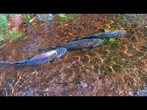 Видео: В цій калюжі повно риби. Ловля руками.