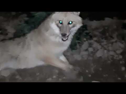 Видео: Леший 2. Охота на шакала.