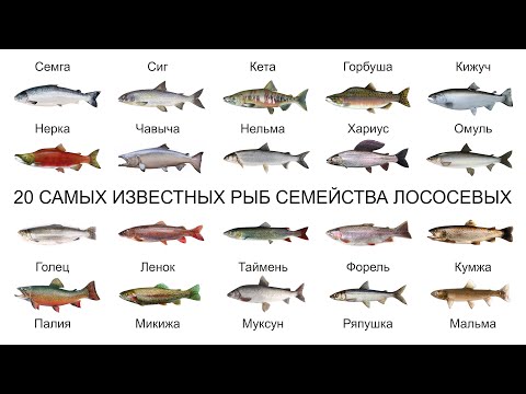 Видео: Топ 20 САМЫХ ИЗВЕСТНЫХ РЫБ СЕМЕЙСТВА ЛОСОСЕВЫХ