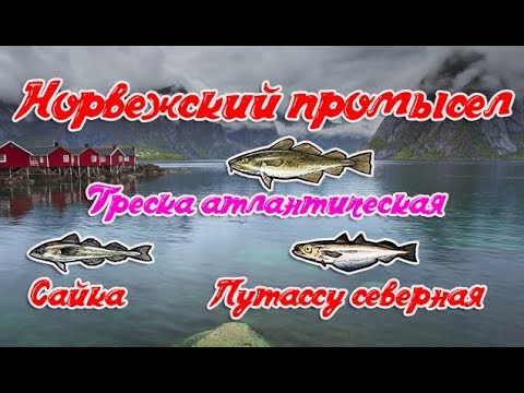 Видео: РР3 , Норвежский промысел , Сайка , Путассу северная , Треска атлантическая