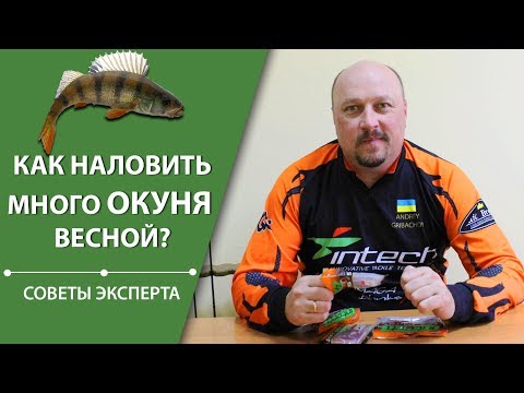 Видео: Как наловить много окуня весной? | Советы эксперта