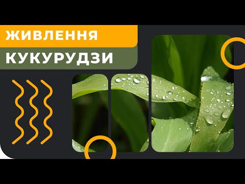 Видео: Система живлення кукурудзи