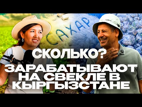 Видео: Как вырастить 100 тонн свёклы с гектара: технологии, урожай, прибыль