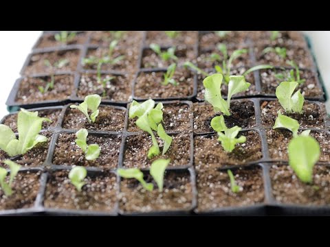 Видео: RuralLife - Как вырастить собственную рассаду салата и шпината - От семян до посадки в саду
