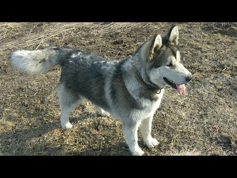 Видео: Дрессировка маламута! 🐶