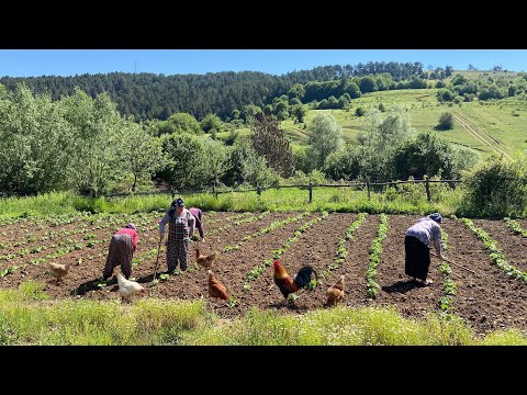 Видео: Жизнь в горной деревне в Турции. Документальный фильм.