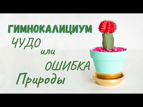 Видео: Гимнокалициум. Как Нас Обманывают Продавцы!  #гимнокалициум #комнатныецветы #комнатныерастения