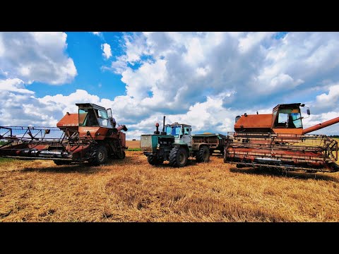 Видео: Жнива в дві НИВИ СК-5❌Ковтаємо гектари як лелека жабу😎Т-150К не глохне від скорості НИВ😃