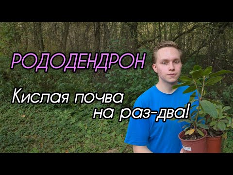 Видео: ТАК можно сажать ЛЮБЫЕ ВЕРЕСКОВЫЕ! ОСЕННЯЯ посадка РОДОДЕНДРОНА! 