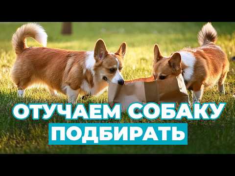 Видео: ТОП 5 причин, почему собака хватает гадость! 3 способа правильно отреагировать на поведение питомца