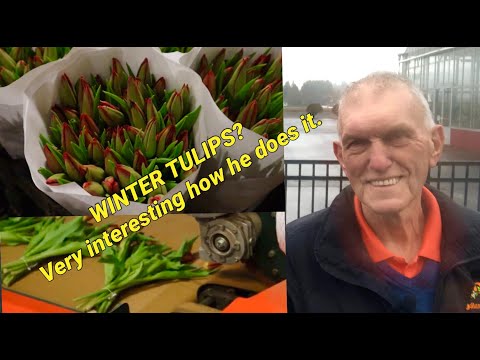 Видео: Тюльпаны в сезон и между сезонами. Как Holland America Flowers месяцами выращивает великолепные т...