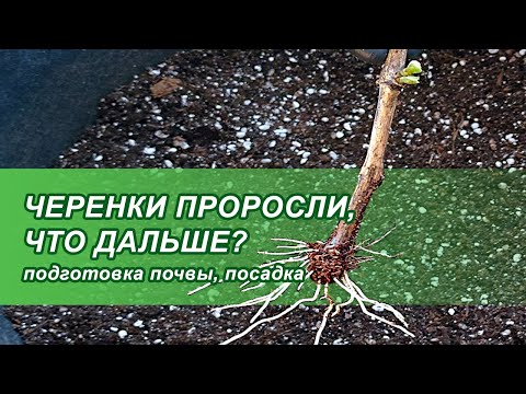 Видео: Посадка черенков винограда.