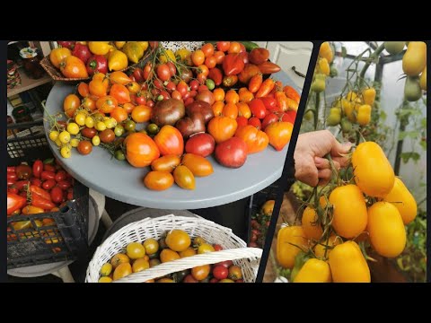 Видео: Лето 2022. Помидоры. Дегустация и другое.