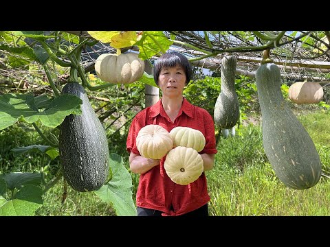 Видео: Сбор двух видов тыквы и приготовление риса из тыквы с карри, сэндвич-тыквенный пирог и тыквенное мя