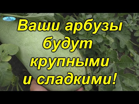 Видео: Вот почему у нас всегда самые сладкие арбузы!