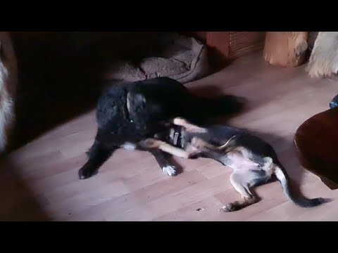 Видео: Утренние красоты,радужные перспективы и игры хвостатых питомцев