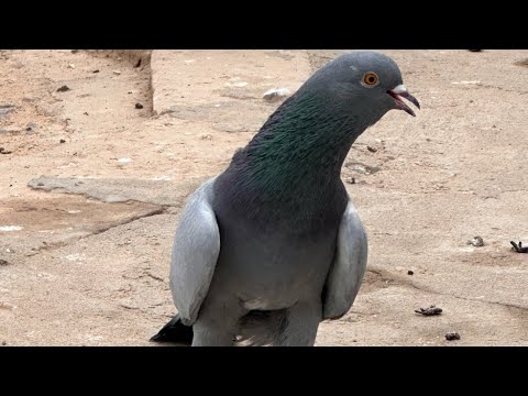 Видео: Соло / Турецкая Такла
