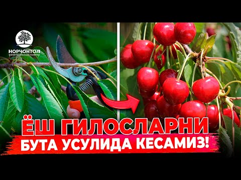 Видео: ЁШ ГИЛОСЛАРНИ БУТА УСУЛИДА КЕСАМИЗ ! | ШУҲРАТ АБРОРОВ #shuhratabrorov   #norchontol