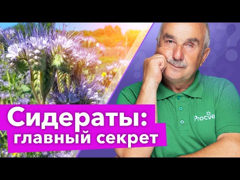 Видео: ЧТО ДЕЛАТЬ С СИДЕРАТАМИ ОСЕНЬЮ: заделывать или нет? Ответьте на эти 2 вопроса и будете знать точно!