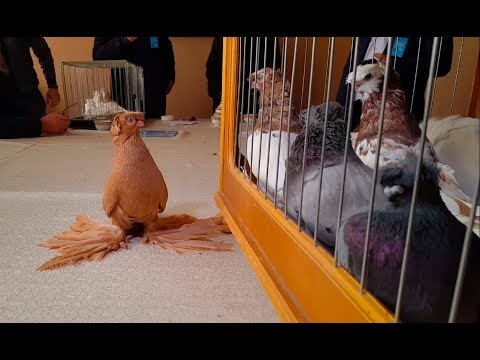 Видео: Кабутарлар кўргазмаси. Ҳакамлар хонаси. Выставка голубей. Комната жюри.Тошкент 24.11.19