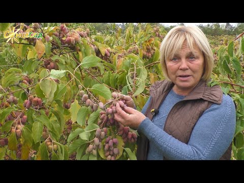 Видео: Актинідія аргута: Хмара цілющих плодів! 🥝🌿