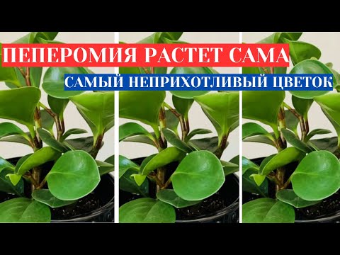 Видео: ПЕПЕРОМИЯ ДОМАШНЯЯ - САМЫЙ ПРОСТОЙ ЦВЕТОК КВАРТИРЫ. ТРИ ПРАВИЛА ДОМАШНЕГО УХОДА ЗА ПЕПЕРОМИЕЙ