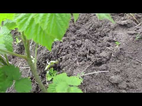 Видео: Как бороться со стеблевой  мухой на малине.  Не опоздайте.
