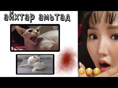 Видео: Амьтад мөн гэж үү 😳😳😳