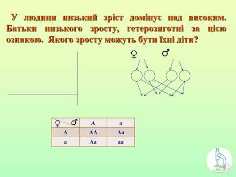 Видео: Задачі на моногібридне схрещування част І