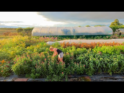 Видео: МНОГО ДЕЛ НА ЦВЕТОЧНОЙ ФЕРМЕ В АВГУСТЕ!