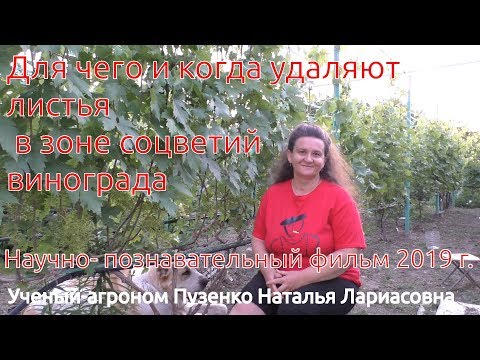 Видео: 2. Для чего и когда удаляют листья в зоне соцветий винограда?  (Пузенко Наталья Лариасовна)