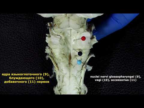Видео: Продолговатый мозг