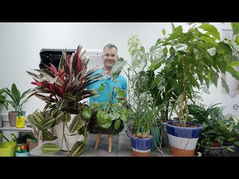 Видео: Обзор моих растений август 2019