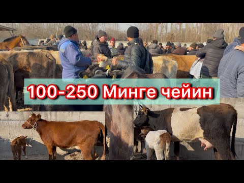 Видео: 100Минден 250 Минге чейин Саан малдар Арал мал базары 19-Ноябрь 