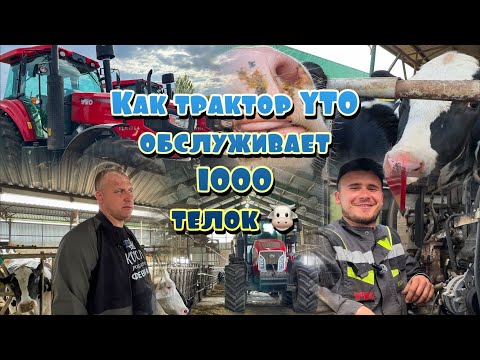 Видео: Стальное сердце фермы: как YTO кормят тысячи коров