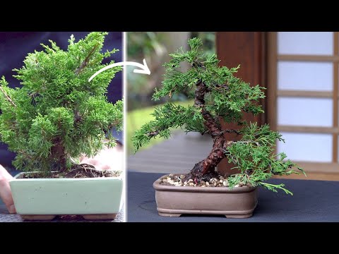 Видео: Создание бонсай из можжевельника