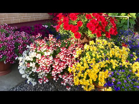 Видео: 🌸🌺Великолепный цветок НЕМЕЗИЯ🌺нюансы черенкования🌺новые сорта🌺🍁