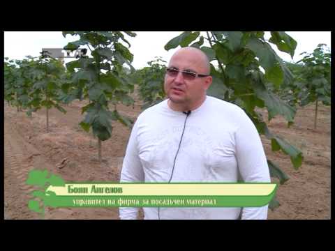 Видео: Зелено бъдеще: Пауловния, Епизод 1 Част 2