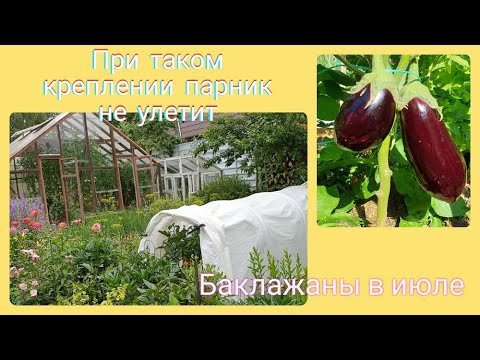 Видео: Укрывной не улетит с грядки Как быстро закрепить Баклажаны  в Агропарнике