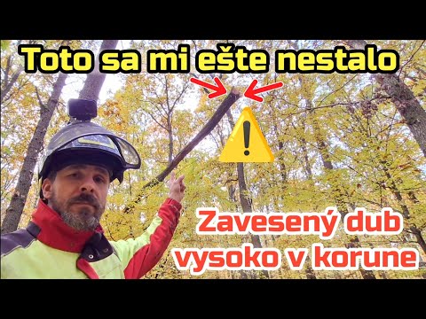 Видео: Дерево висит в кроне | Начинаем сбор урожая на новом насаждении | Stihl ms 400.1 C-M | Amles | ZETOR