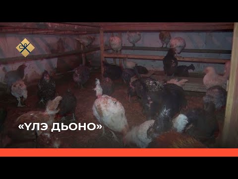 Видео: «Үлэ дьоно» биэриигэ: Уһук хоту Усуйаана Хаһааччыйатын үлэһит дьоно (17.01.22)