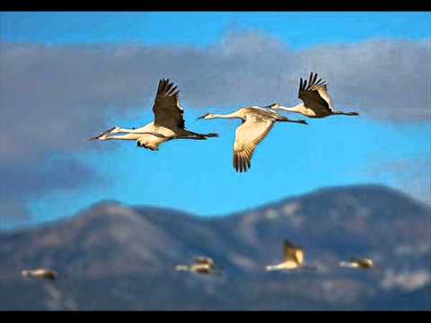 Видео: Журавли - Дни как звук отшумят...