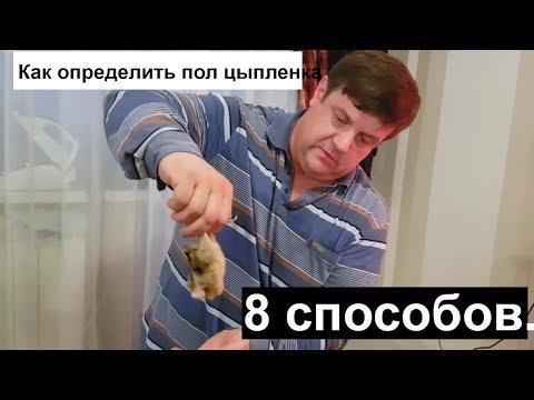 Видео: Как определить пол цыпленка 8 способов.