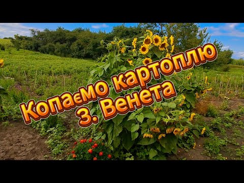 Видео: Копаємо картоплю. 3. Венета.