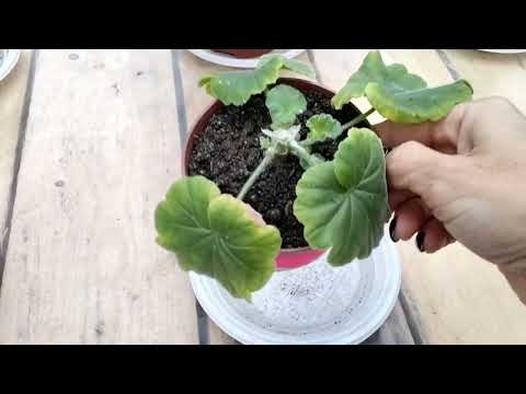 Видео: #498.Изменения в моей коллекции пеларгоний! Что убрала и что приобрела!?