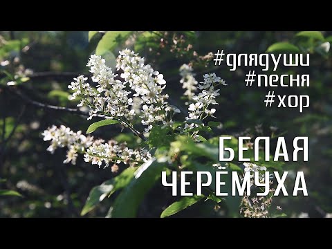 Видео: Ансамбль Мария - Белая черёмуха (Михаил Серков)