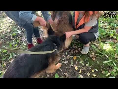 Видео: Вязка немецких овчарок / Скромный жених (German Shepherd)