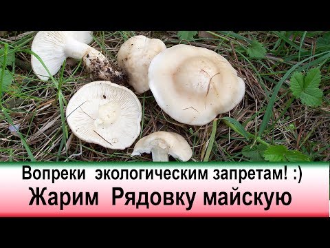 Видео: Вопреки экологическим запретам! Жарим рядовку майскую.